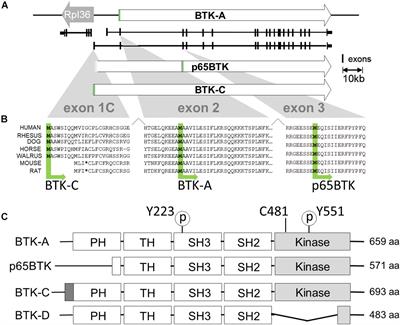 Bruton’s Tyrosine Kinase and Its Isoforms in Cancer